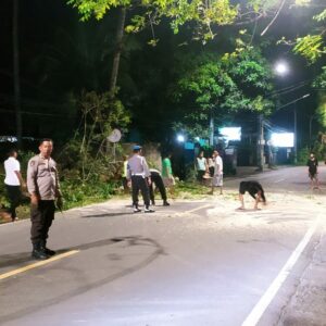 Pohon Tumbang di Lombok Barat: Evakuasi Lancar, Jalan Kembali Normal