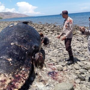 Polsek Wera Evakuasi Bangkai Paus Sperma Terdampar di Pantai Nangawera