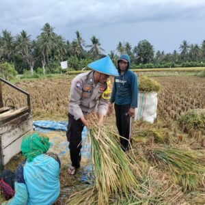 Polda NTB Aktif Beri Solusi, Jalin Silaturahmi dan Bantu Panen Padi