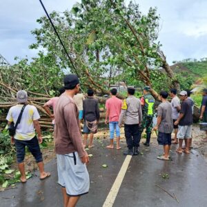 Bencana Cuaca Ekstrem di Sekotong: Waspada Pohon Tumbang & Gelombang Pasang