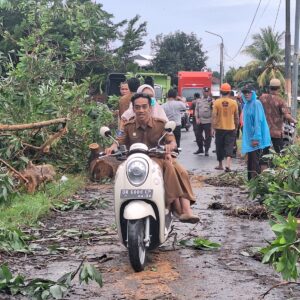 Gerung Dilanda Hujan Deras, Tiga Pohon Tumbang, Ini Langkah Cepat Petugas