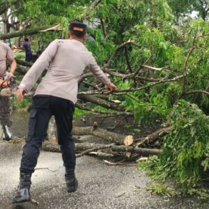 Lombok Barat Kena Cuaca Ekstrem, Tim Gabungan Cepat Evakuasi Pohon Tumbang