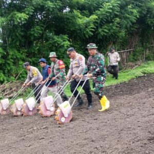 Kapolsek Poto Tano Bersama Danramil Poto Tano Dukung Percepatan Tanam Jagung di Desa Senayan