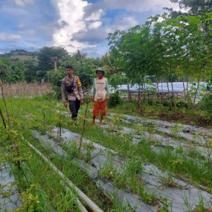 Bhabinkamtibmas Polres Bima Kota Pantau Lahan Pangan untuk Mendukung Ketahanan Pangan