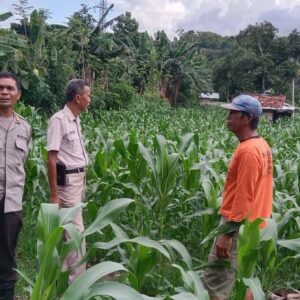 Sat Binmas Polres Bima Kota Pantau Program Ketahanan Pangan di Kelurahan Jatibaru Timur