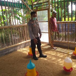 Peternak Ayam Super di Lombok Barat Panen Rutin, Bhabinkamtibmas Dukung Penuh