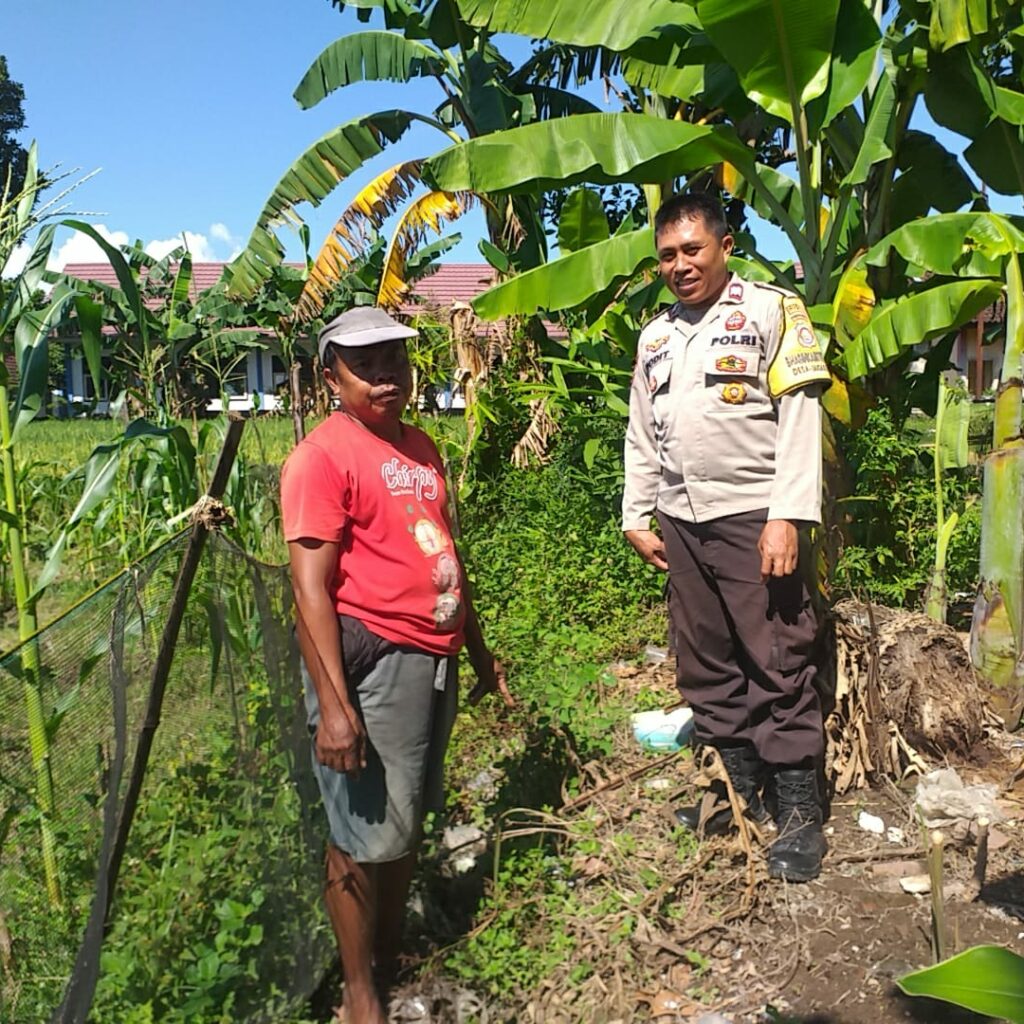 Bhabinkamtibmas Kuripan Ajak Warga Tanam Jagung, Perkuat Ketahanan Pangan