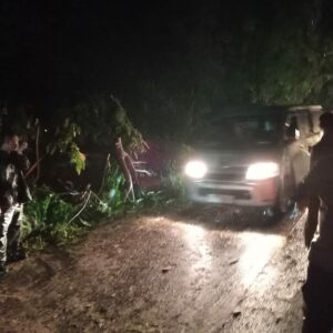 Pohon Tumbang di Teluk Nara, Polsek Pemenang Tangani Insiden Dengan Cepat.