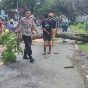 Respon Cepat Polsek Pemenang Evakuasi Pohon Tumbang