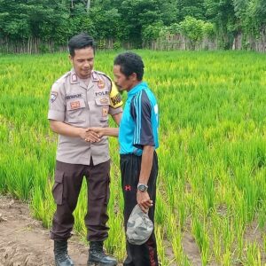 Dorong Ketahanan Pangan Nasional dan Swasembada, Bhabinkamtibmas Polsek Langgudu Cek Progres Tanaman Padi di Desa Binaan