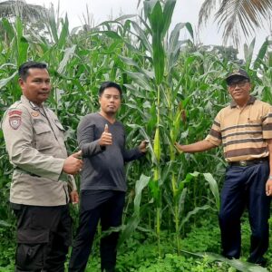 Bhabinkamtibmas Desa Gumantar dan Kelompok Tani Suka Maju Pantau Kesuksesan Lahan Ketahanan Pangan