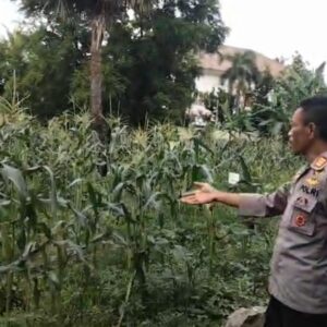 Dukung Ketahanan Pangan, Polsek Rasanae Barat Sulap Lahan Kosong Jadi Kebun Bergizi