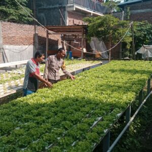 Dukung Ketahanan Pangan, Bhabinkamtibmas Kelurahan Monngonao Monitoring Lahan Pekarangan Bergizi Warga