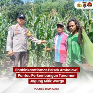Bhabinkamtibmas Polsek Ambalawi Pantau Perkembangan Tanaman Jagung Milik Warga, Wujudkan Ketahanan Pangan