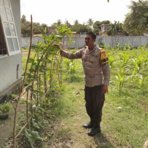 Dukung Ketahanan Pangan Nasional, Bhabinkamtibmas penatoi Cek Progres Tanaman Padi di Kelurahan Binaan