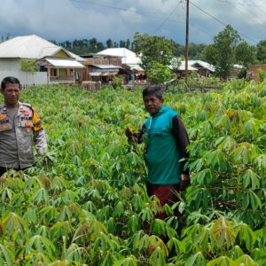 Dukung Ketahanan Pangan, Bhabinkamtibmas Kelurahan Nitu Kontrol Tanaman Pangan