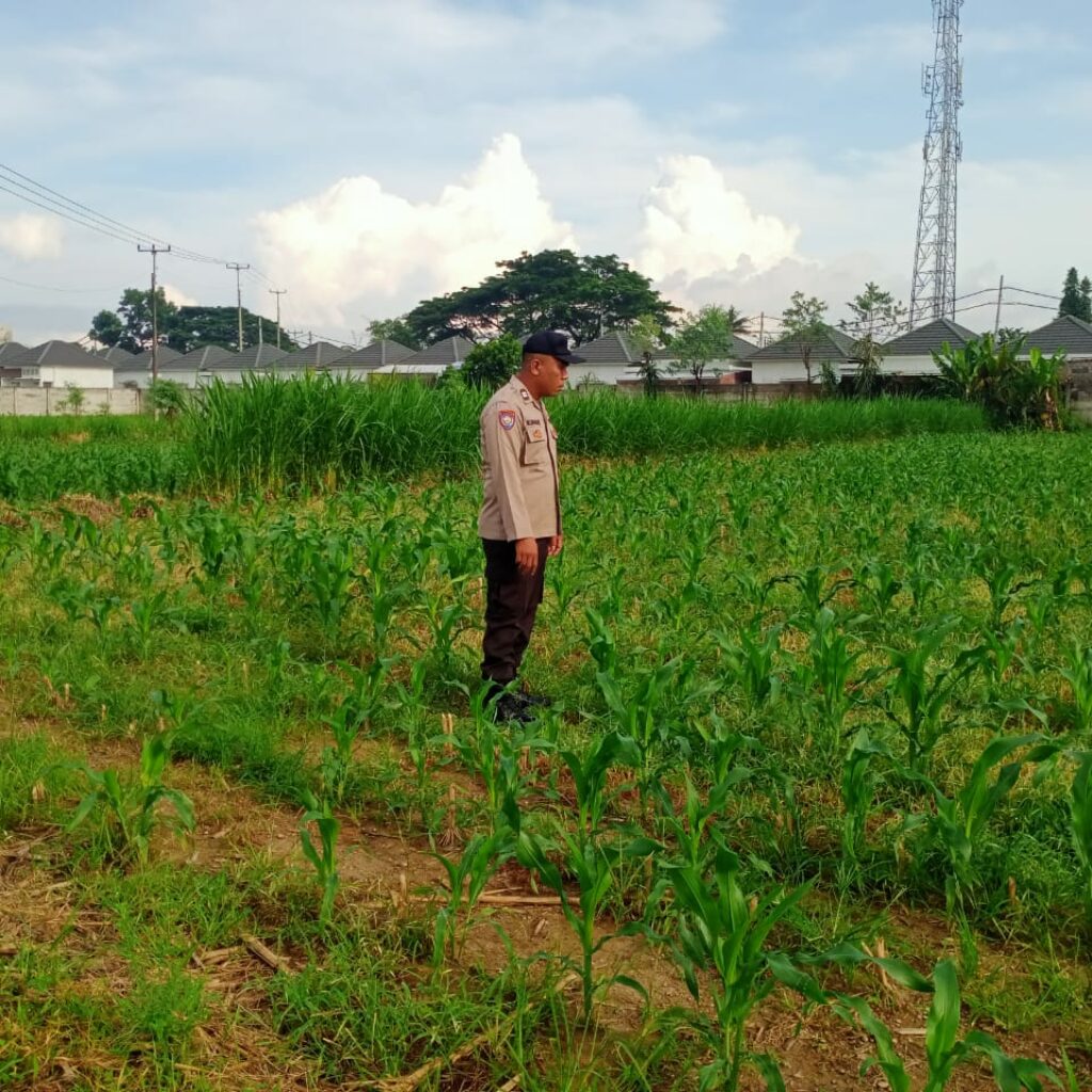Dukung Ketahanan Pangan, Polsek Labuapi Sambangi Petani Jagung di Karang Bongkot