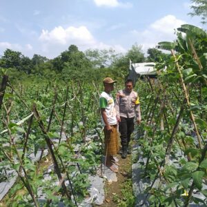 Pemanfaatan Lahan Kosong, Solusi Ketahanan Pangan di Lombok Barat