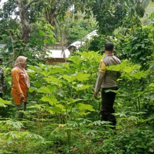 Bhabinkamtibmas Cek Pekarangan Pangan Bergizi, Dukung Ketahanan Pangan Program Asta Cita Presiden RI