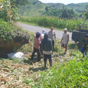 Bhabinkamtibmas Kelurahan Jatibaru Timur Pantau Panen Jagung Warga Binaan