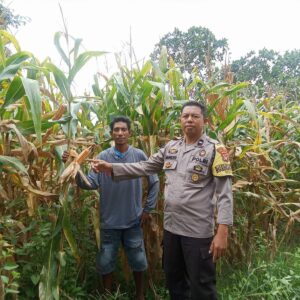 Bhabinkamtibmas Desa Kole Pantau Perkembangan Jagung dalam Rangka Meningkatkan Ketahanan Pangan Nasional