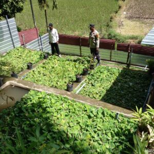 Bhabinkamtibmas Kelurahan Nungga Lakukan Pengecekan Lahan Pekarangan untuk Ketahanan Pangan Nasional