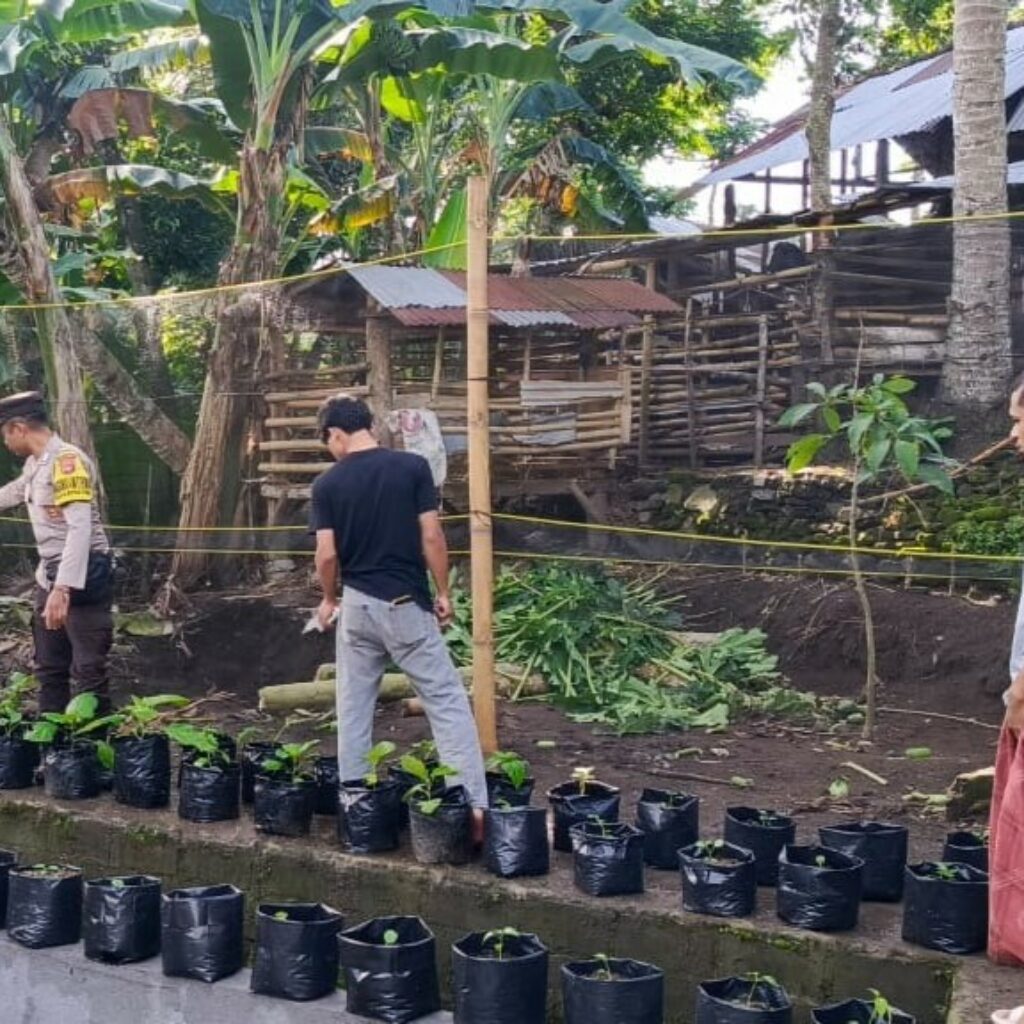 Lahan Kosong Disulap Pemuda Kuripan Jadi Kebun Produktif
