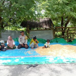 Dekat dengan Warga, Bhabinkamtibmas Kelurahan Nungga Bantu Petani Saat Panen Jagung