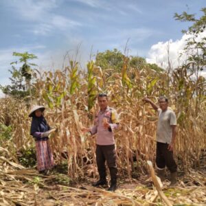 Bhabinkamtibmas Polsek Rasanae Barat Bantu Warga Panen Jagung, Dukung Program Ketahanan Pangan Nasional