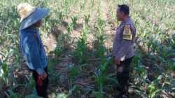 Bhabinkamtibmas Desa Bagik Polak Barat Dorong Kemandirian Pangan