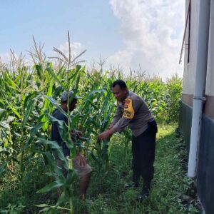 Sinergi Polri dan Masyarakat Desa Bagik Polak Barat Perkuat Ketahanan Pangan
