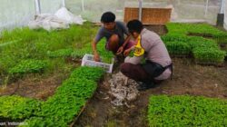 Strategi Polres Lombok Barat Tingkatkan Kemandirian Pangan Masyarakat Desa