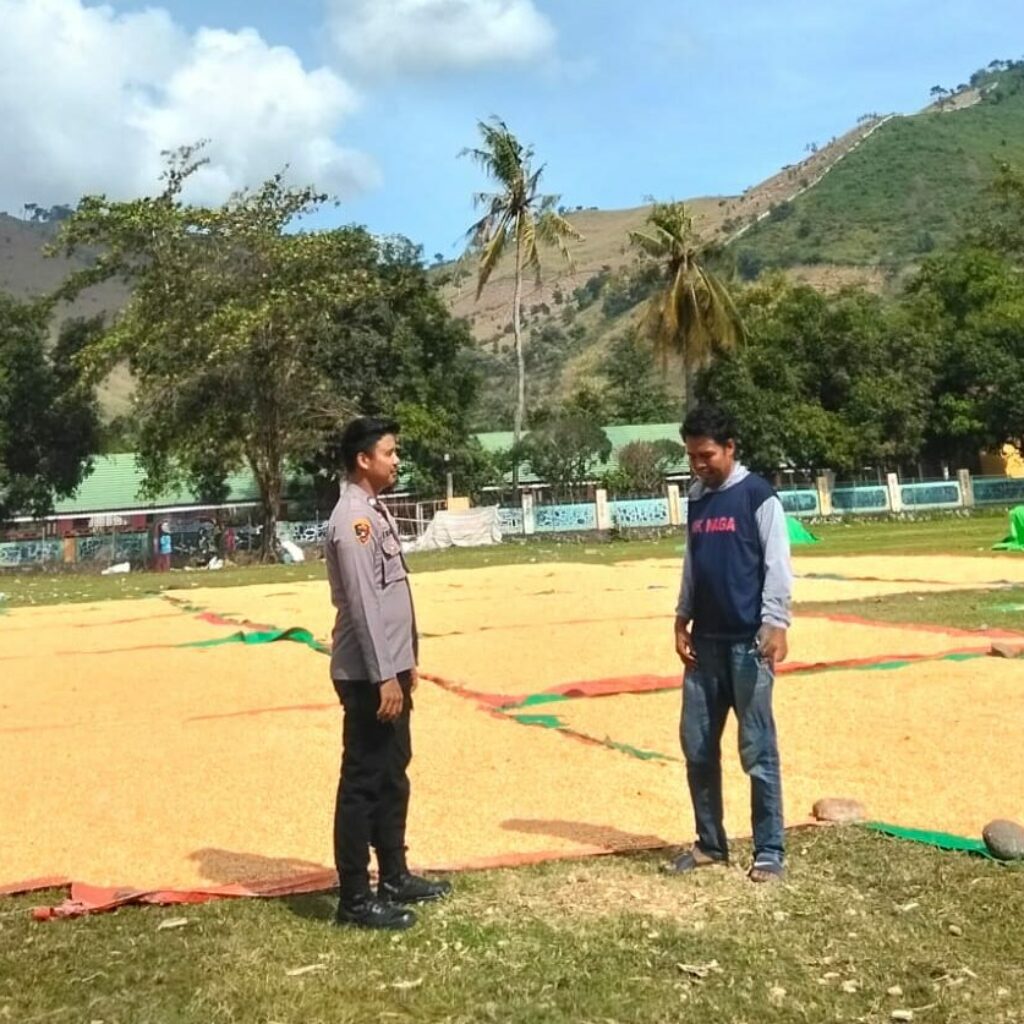 Hasil Panen Jagung Warga Tidak Maksimal, Bhabinkamtibmas Lakukan Pemantauan