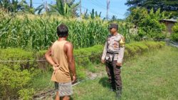 Dukung Program Asta Cita Swasembada Pangan, Bhabinkamtibmas Desa Maluk Lakukan Monitoring Lahan Jagung Warga