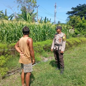 Dukung Program Asta Cita Swasembada Pangan, Bhabinkamtibmas Desa Maluk Lakukan Monitoring Lahan Jagung Warga