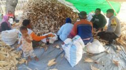 Bhabinkamtibmas Desa Kiantar Dampingi Warga Panen Jagung, Dukung Ketahanan Pangan Lokal