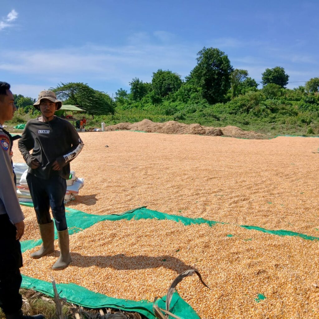 Bhabinkamtibmas Calabai Pantau Panen Raya Dukung Ketahanan Pangan