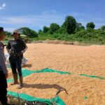 Bhabinkamtibmas Calabai Pantau Panen Raya Dukung Ketahanan Pangan