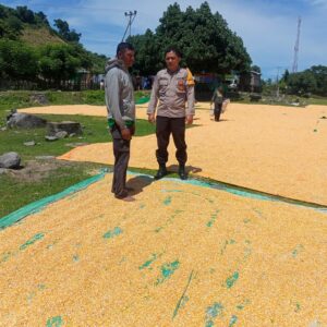 Dukung Ketahanan Pangan Nasional, Bhabinkamtibmas Desa Marada Lakukan Pemantauan Hasil Panen Warga