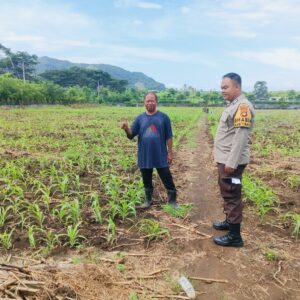 Sukses Panen Jagung, Bhabinkamtibmas Desa Sekongkang Bawah Motivasi Petani pada Musim Tanam II, Wujudkan Program Asta Cita