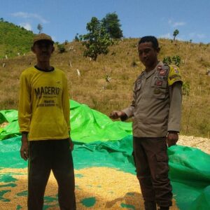 Bhabinkamtibmas Desa Ranggo Pantau Penjemuran Jagung Warga, Dukung Ketahanan Pangan Menuju Indonesia Emas 2045