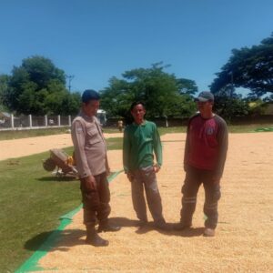 Bhabinkamtibmas Desa Rasabou Lakukan Pemantauan Jelang Panen Jagung, Dukung Ketahanan Pangan Nasiona