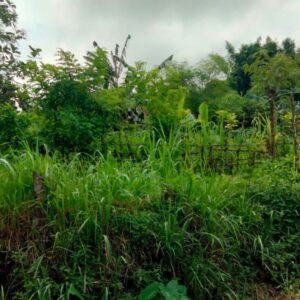 Kunjungan DDS Bhabinkamtibmas Kedaro: Ajak Warga Tanam Pangan di Pekarangan