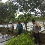 Ketahanan Pangan di Kediri: Peran Aktif Polri Bersama Petani Lokal