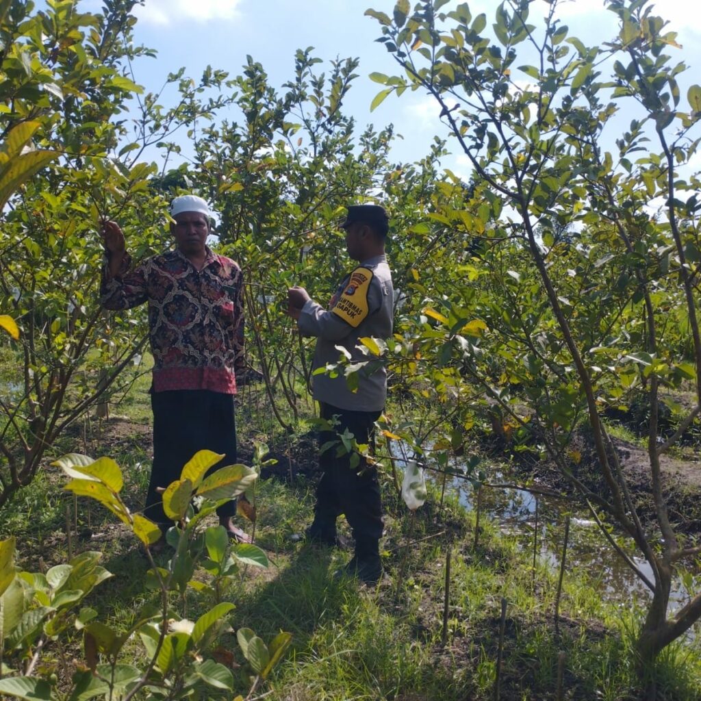 Bhabinkamtibmas Gapuk Dukung Petani Jambu Kristal di Gerung