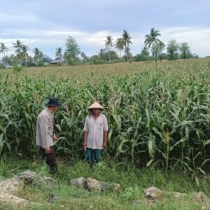 Polres Loteng Tinjau Lahan Jagung Warga di Praya Barat, Ajak Optimalkan Perawatan.