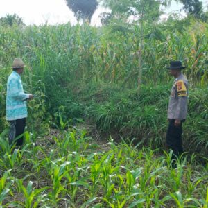 Polres Loteng Tinjau Lahan Jagung Warga di Pandan Tinggang, Perkuat Ketahanan Pangan.  ‎