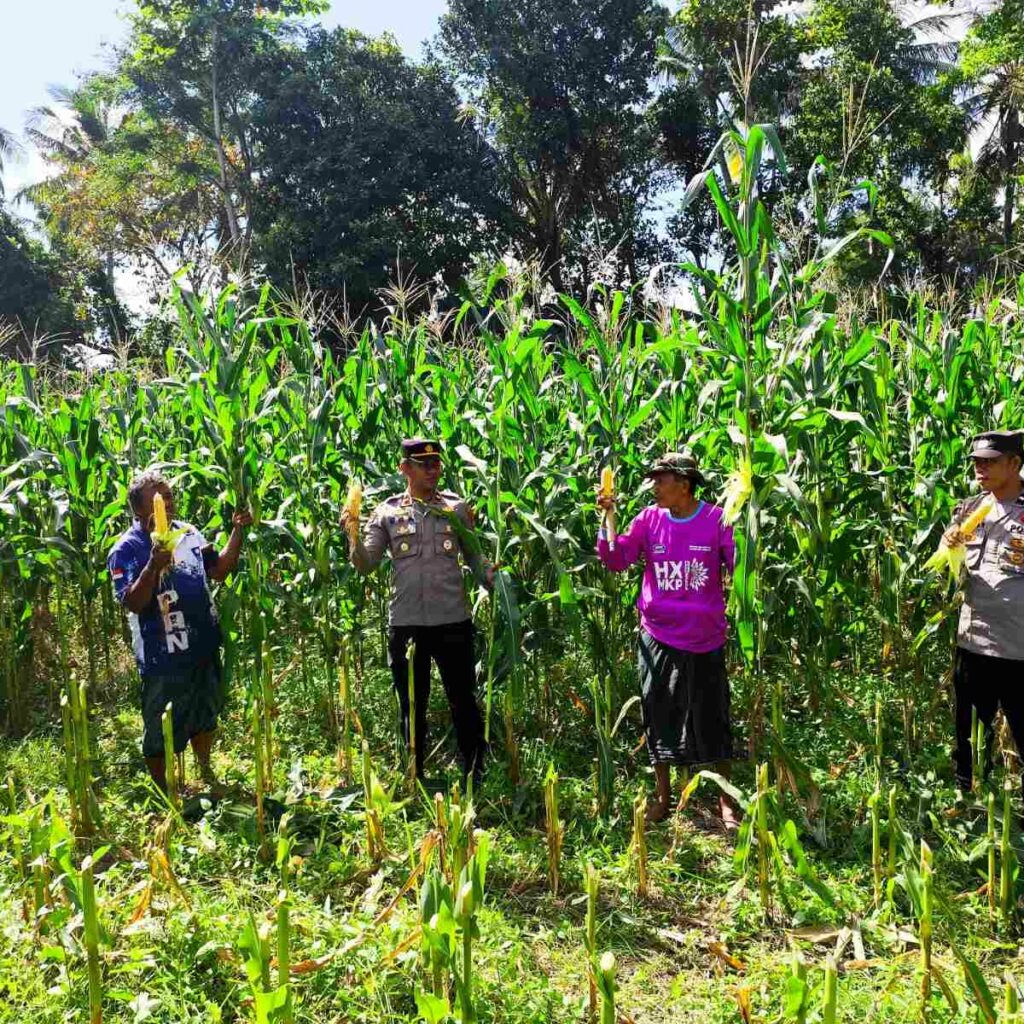 Dukung Ketahanan Pangan, Polri Hadir dalam Panen Raya Jagung NTB