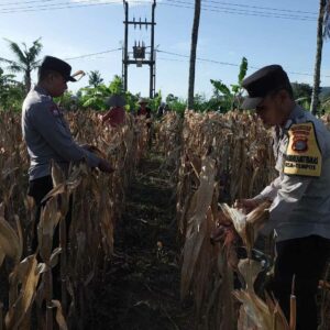Sinergi Polsek dan Petani Gerung dalam Panen Jagung