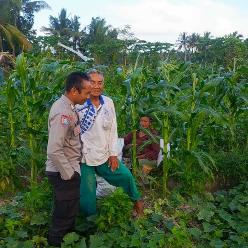 Sinergi Polisi dan Petani Wujudkan Ketahanan Pangan di Kuripan Utara
